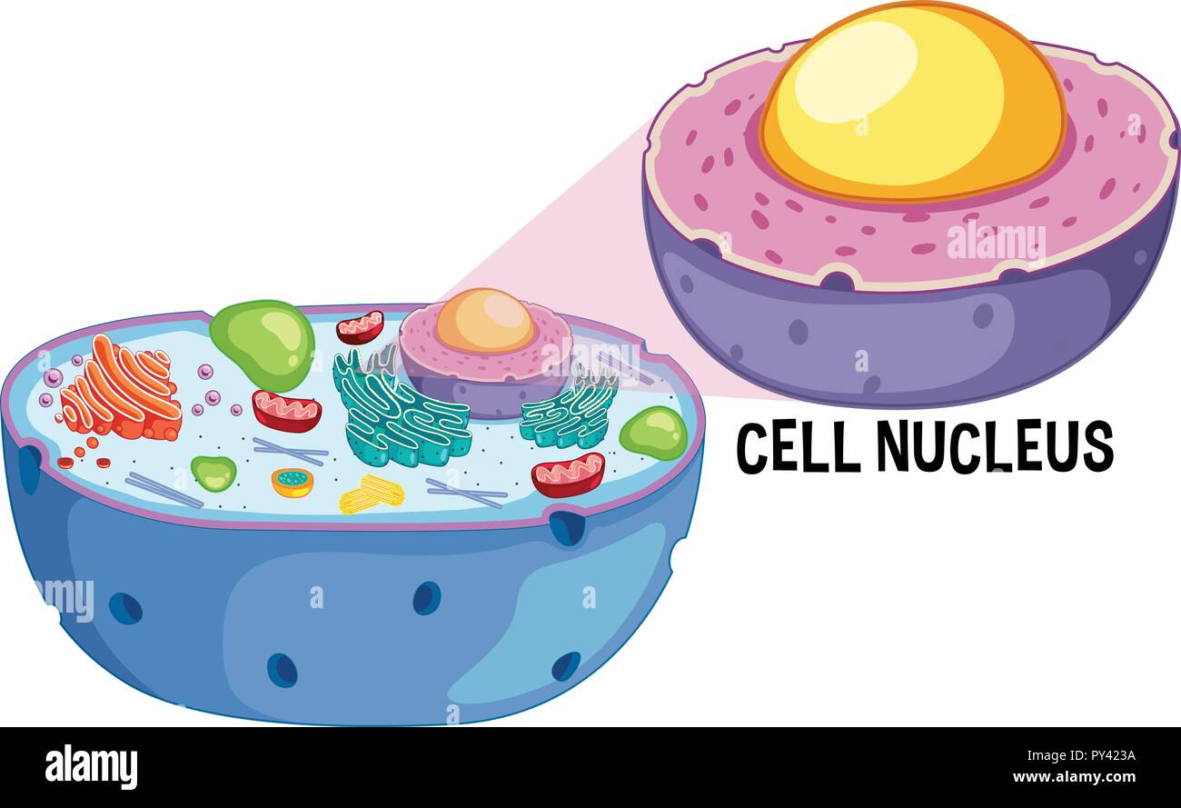 Noyau cellulaire animale sur fond blanc illustration Illustration de Vecteur