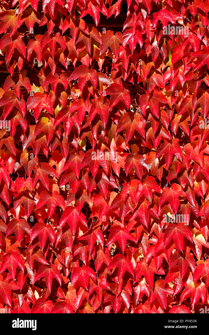 Virginia creeper, également appelé American Ivy, Parthenocissus quinquefolia poussant sur le mur d'une grande maison à Littlebury vert dans l'Essex, Angleterre Banque D'Images