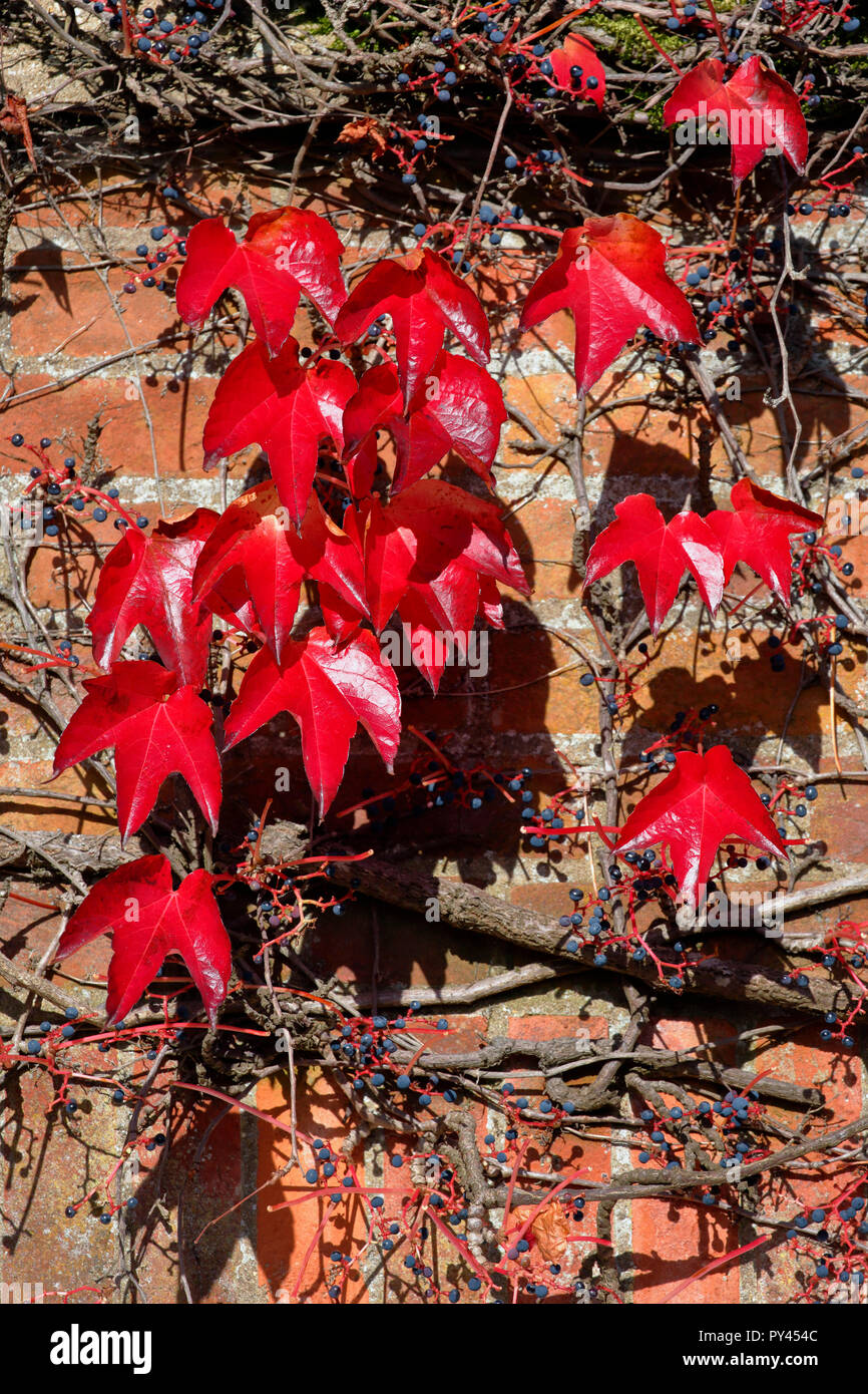 Virginia creeper, également appelé American Ivy, Parthenocissus quinquefolia poussant sur le mur d'une grande maison à Littlebury vert dans l'Essex, Angleterre Banque D'Images
