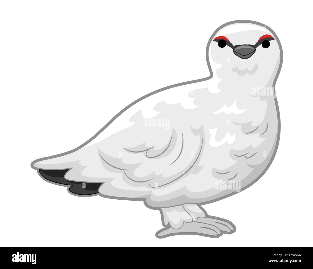 Illustration d'un lagopède blanc Oiseau avec sourcil rouge queue noir et Banque D'Images