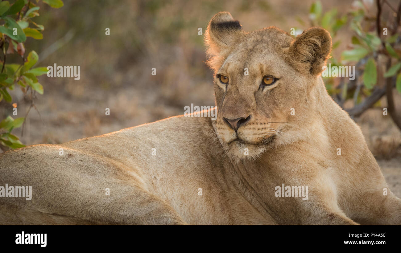 La lionne se détendre dans le Parc National Kruger, Afrique du Sud Banque D'Images