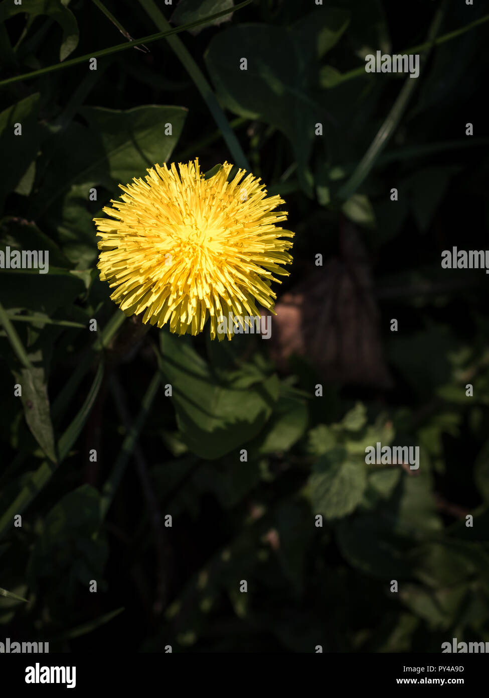 Des fleurs fleur jaune en fond sombre Banque D'Images