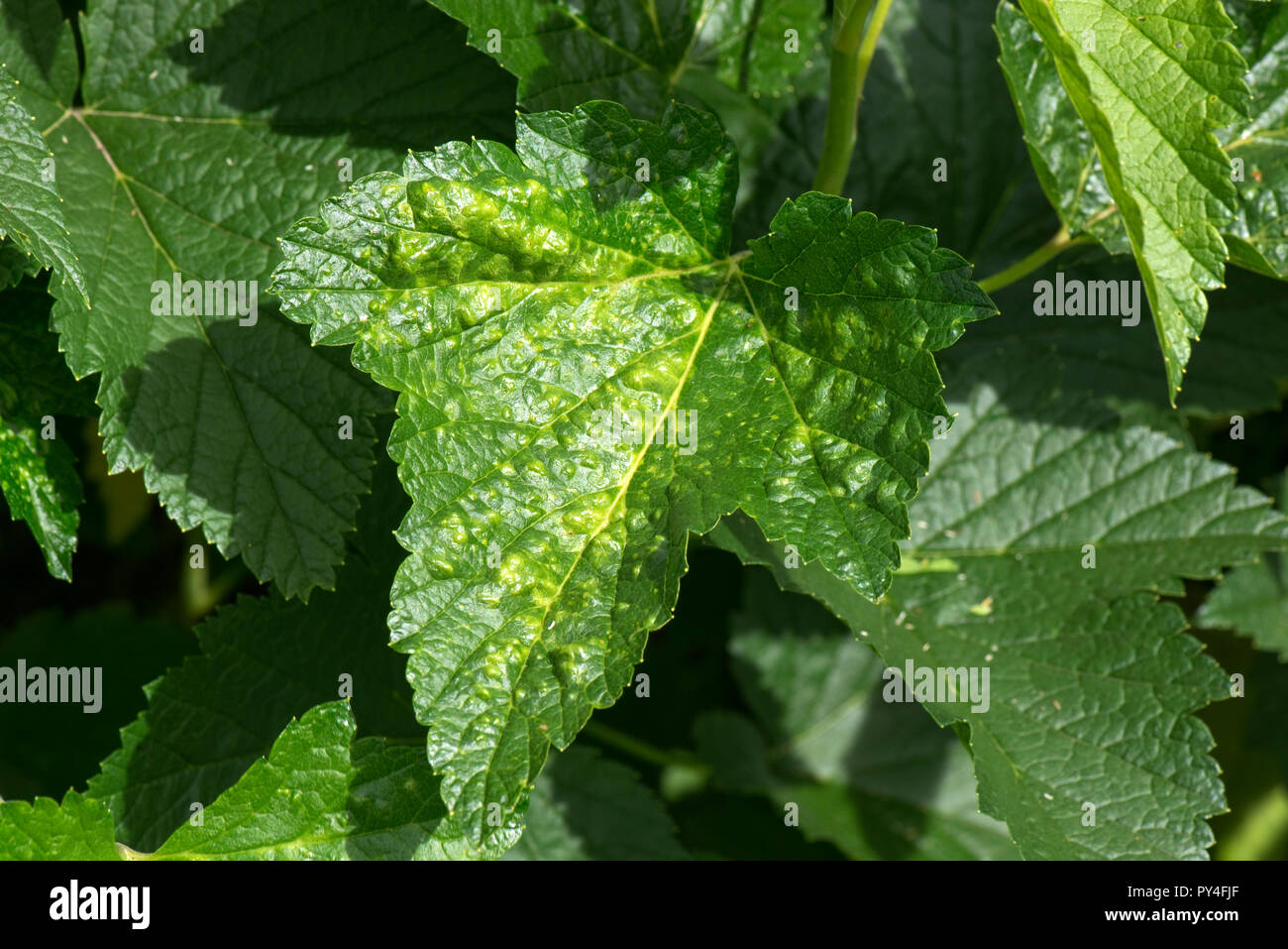 Dommage pour les feuilles d'un cassis, Ribes sp., causés par les pucerons, blister de cassis, Cryptomyzus ribis en été. Les feuilles sont jaune avec gaufrées bli Banque D'Images