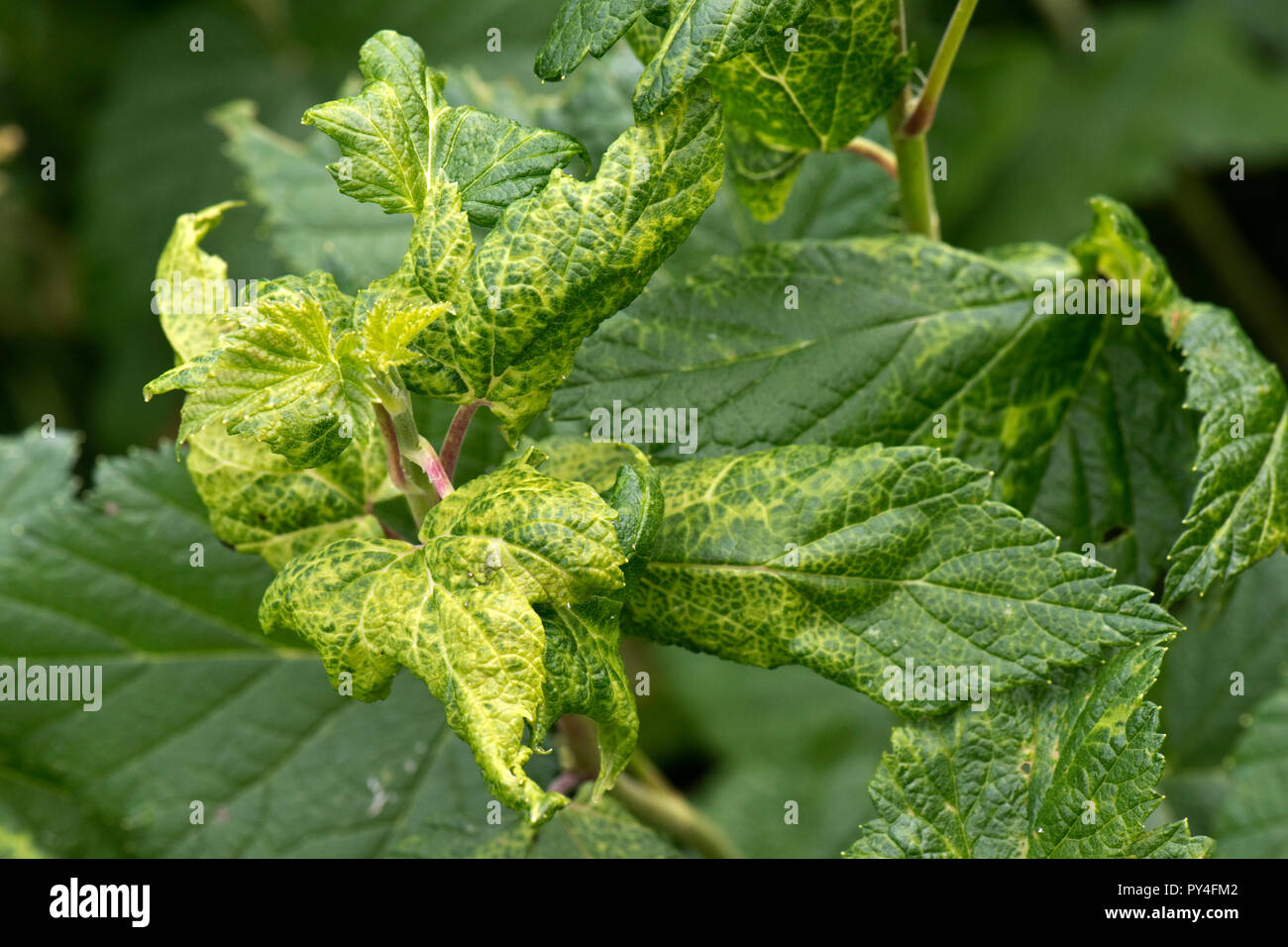 Le Cassis-pucerons Hyperomyzus lactucae, laiteron, déformation des feuilles, jaunissement et la chlorose des feuilles marbrées de blakcurrant, Berkshire, juin Banque D'Images