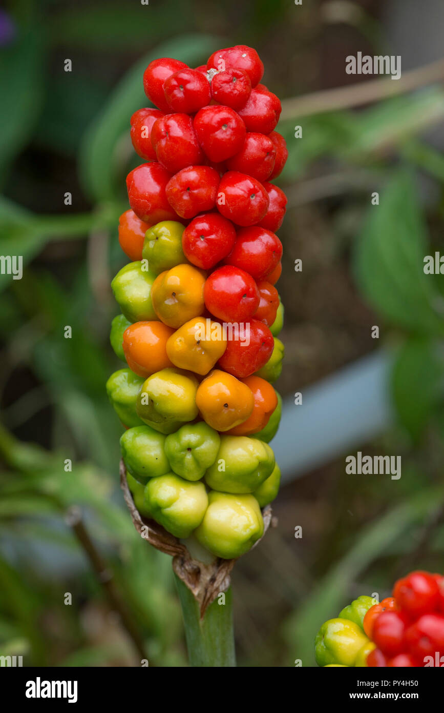 Le mûrissement rouge, vert et jaune des petits fruits sauvages, sur l'arum cuckoo pint ou lords and ladies, Arum maculatum, Berkshire, juin Banque D'Images