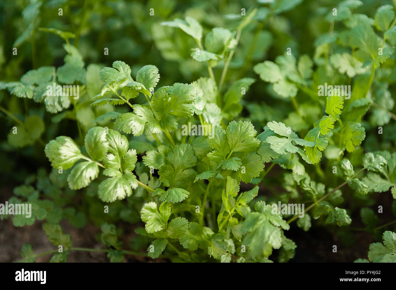 Un groupe de plus en plus d'herbes coriandre fraîchement. Banque D'Images