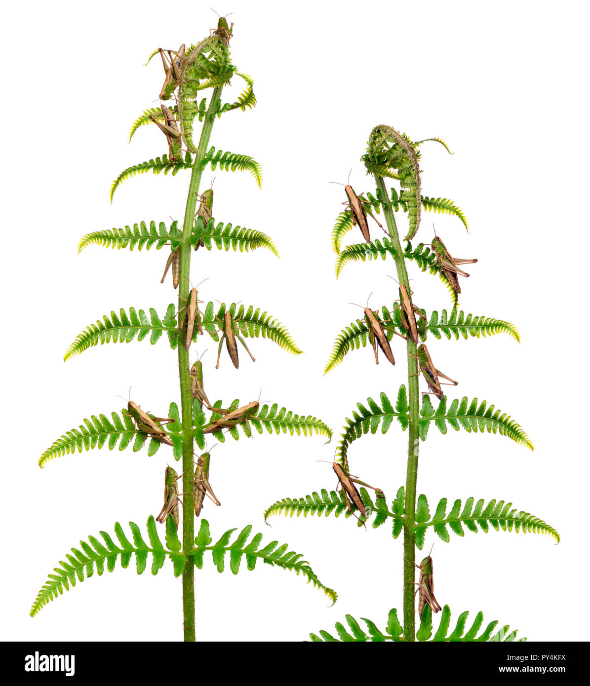 Woodland Grasshoppers, Omocestus rufipes, sur fern in front of white background Banque D'Images