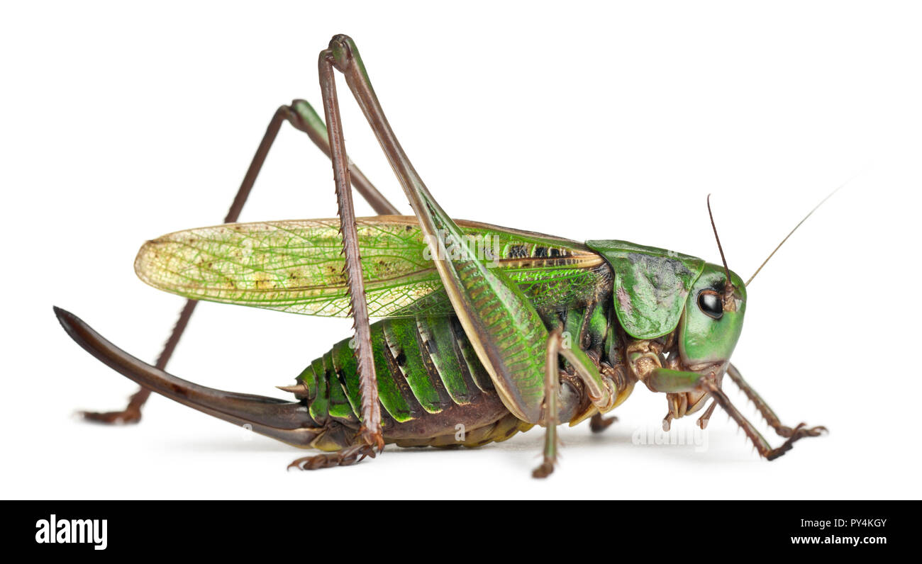 Dectique verrucivore femelle, un bush-cricket Decticus verrucivorus, in front of white background Banque D'Images