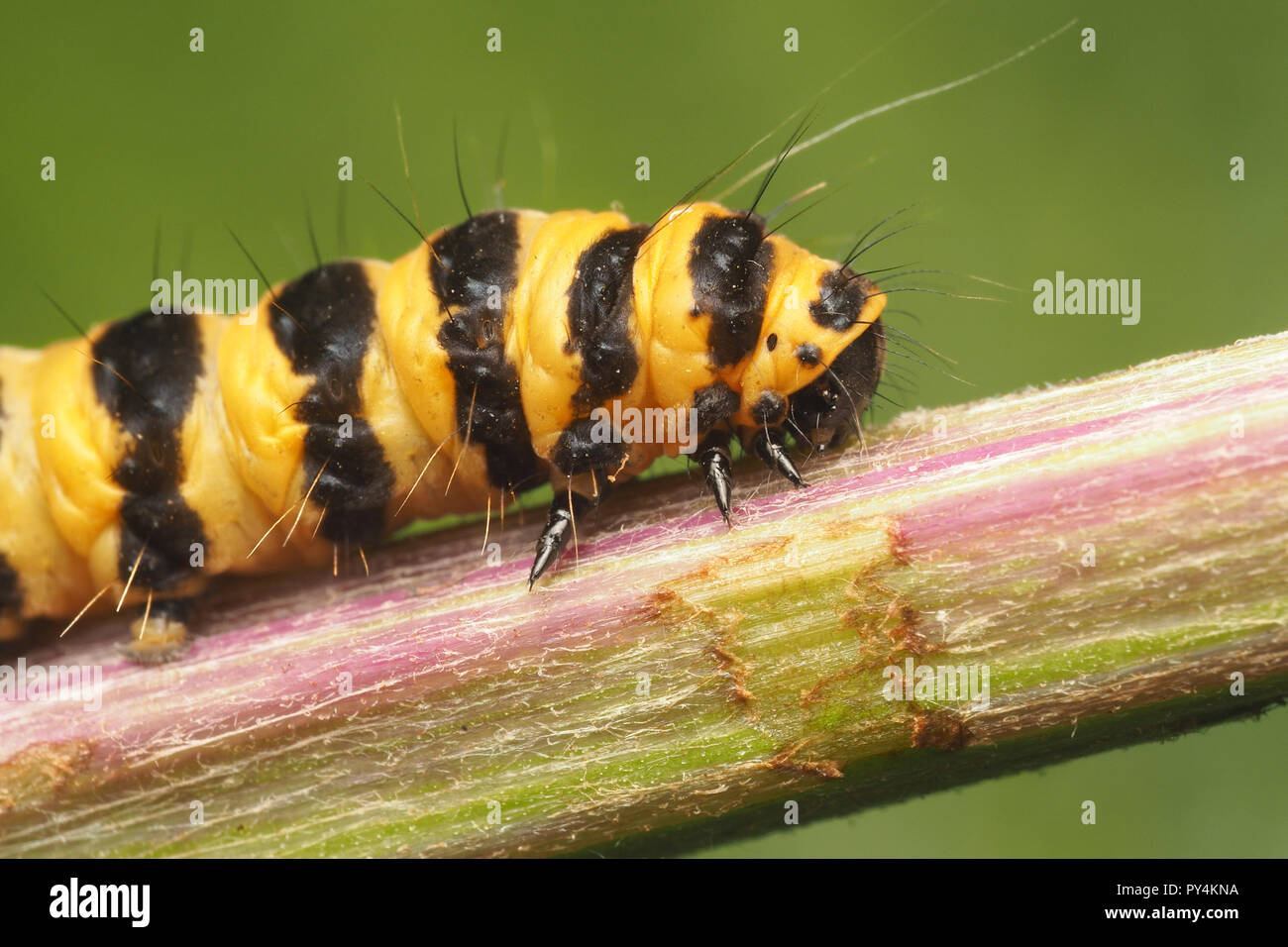 Espèce de cinabre (Tyria jacobaeae) Caterpillar sur ragwort tige. Tipperary, Irlande Banque D'Images