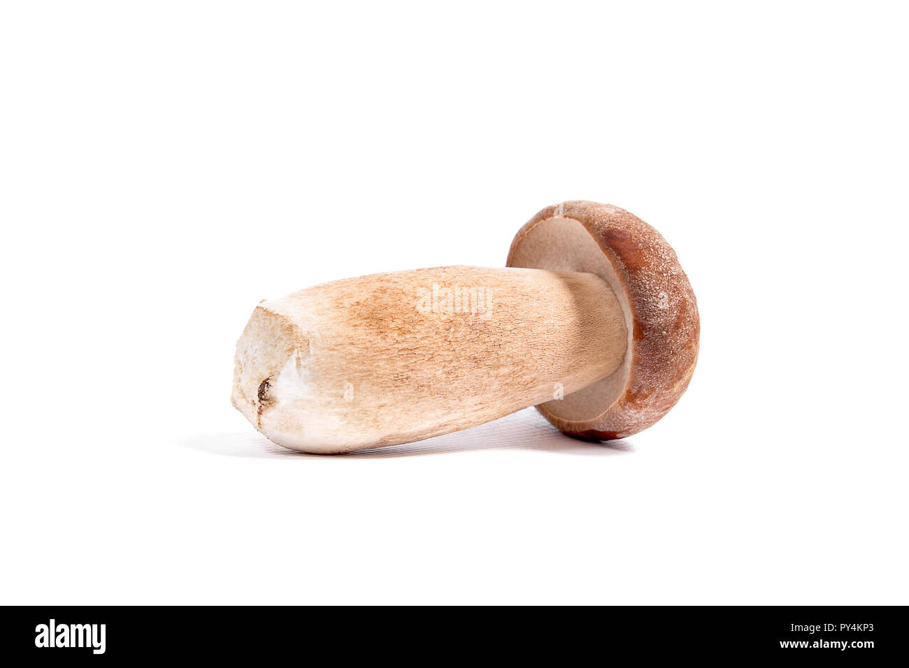 Récolté à l'automne étonnant champignon comestible boletus edulis (cèpes) connu sous le nom de champignons porcini isolé sur fond blanc. Banque D'Images