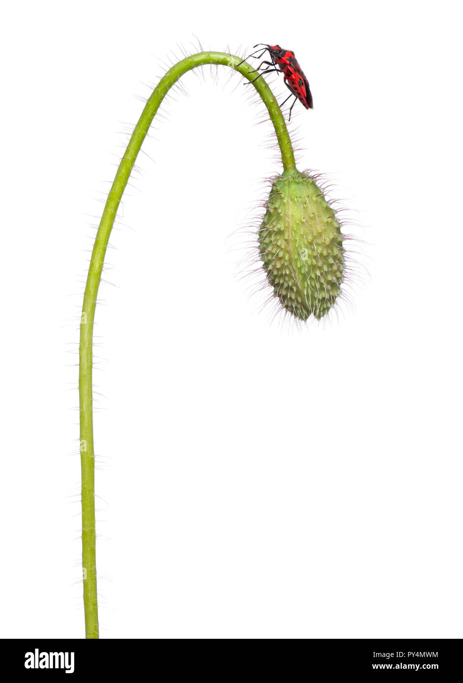 La matricaire inodore, Corizus hyoscyami, on poppy in front of white background Banque D'Images