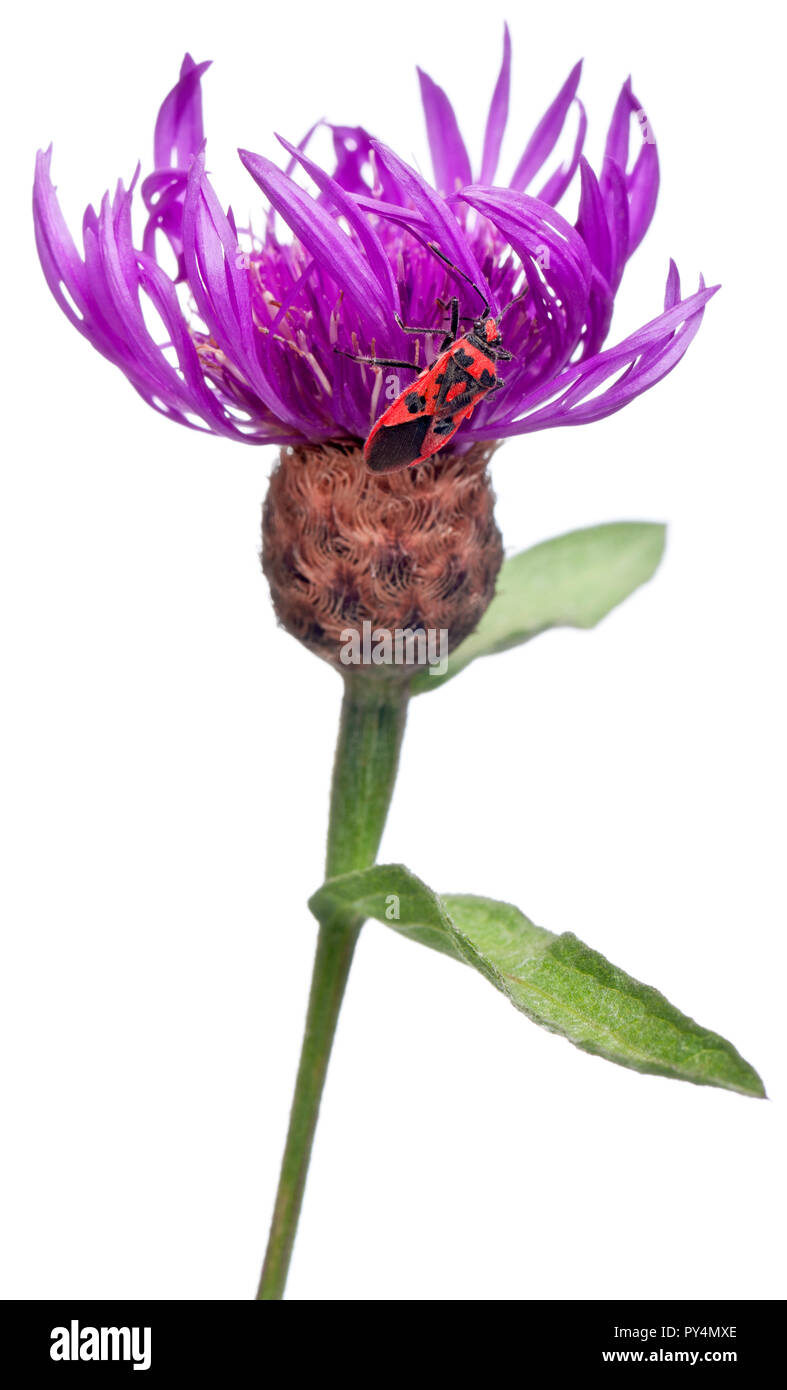 La matricaire inodore, Corizus hyoscyami, sur Centaurea in front of white background Banque D'Images