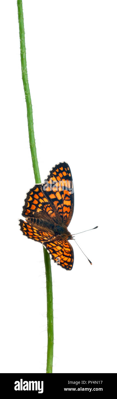 Melitaea phoebe Fritillary, centaurée, sur tige florale in front of white background Banque D'Images