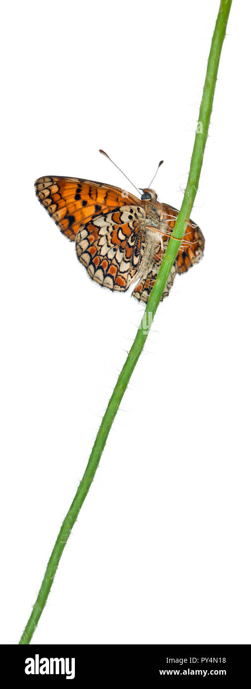 Melitaea phoebe Fritillary, centaurée, sur tige florale in front of white background Banque D'Images