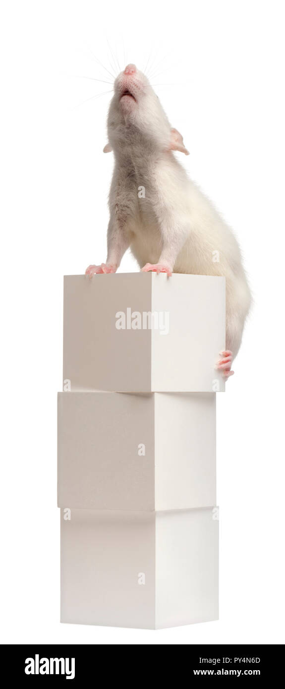 Rat commun ou d'égout ou rat rat Rattus norvegicus, quai, 4 mois, le fort, in front of white background Banque D'Images