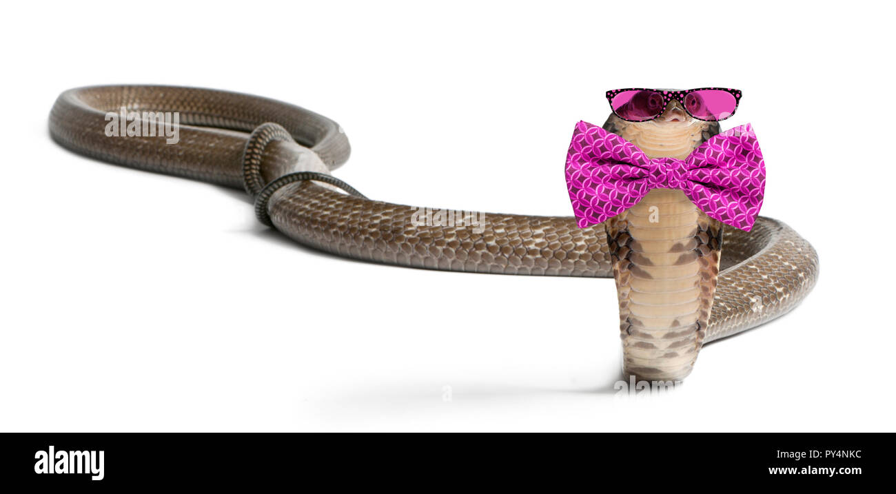 King Cobra portant des lunettes et une cravate d'arc devant un fond blanc Banque D'Images