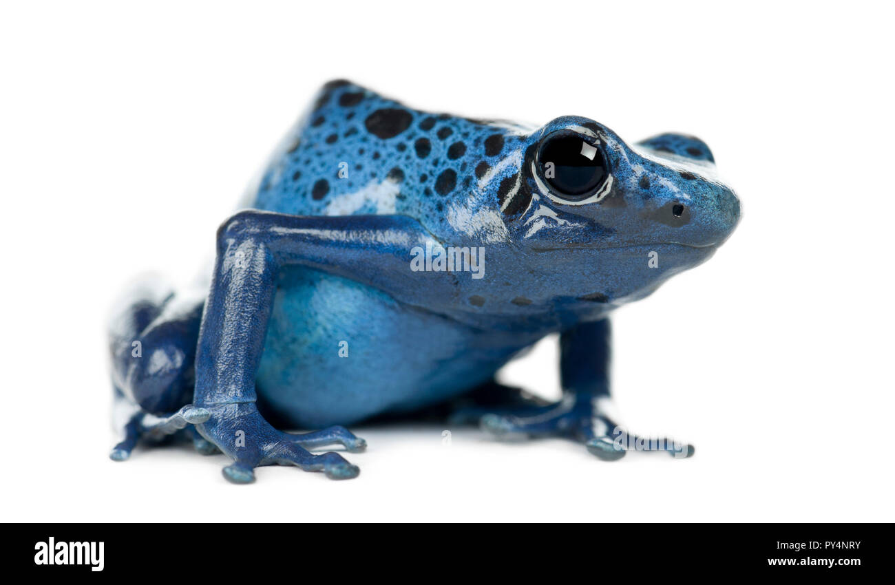 Bleu et Noir Poison Dart Frog, Dendrobates azureus, man against white background Banque D'Images