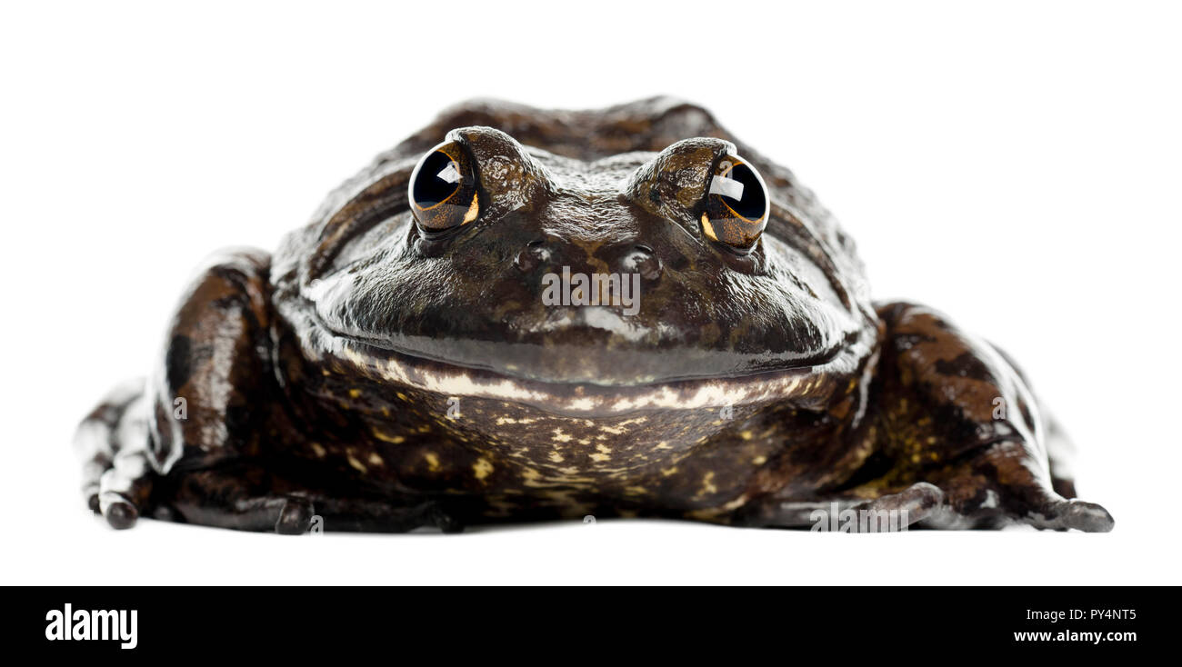 American Bullfrog ou ouaouaron, Rana catesbeiana, portrait contre fond blanc Banque D'Images