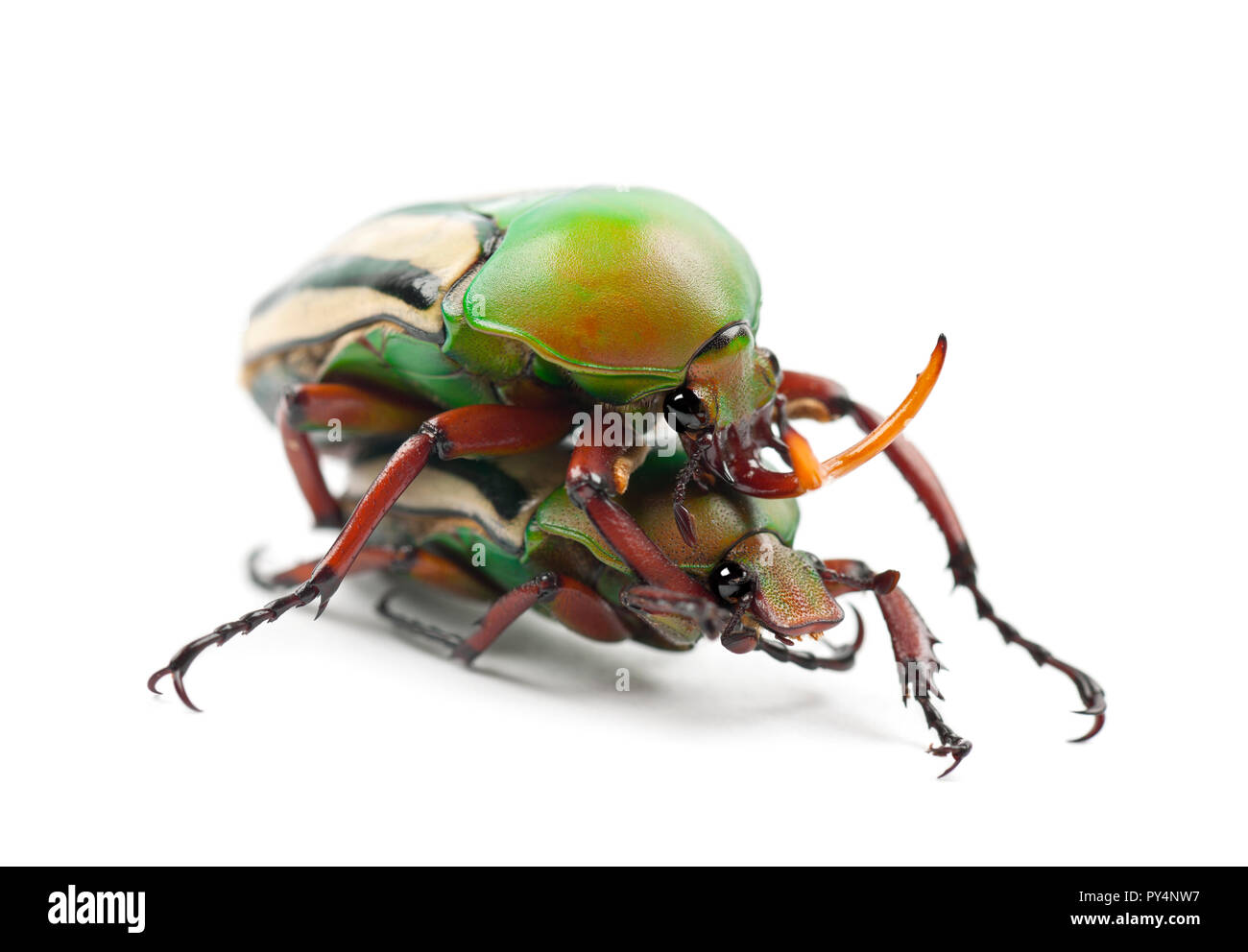 Les Coléoptères Fleurs Flamboyant ou à rayures, Eudicella gralli scarabée amour hubini, against white background Banque D'Images