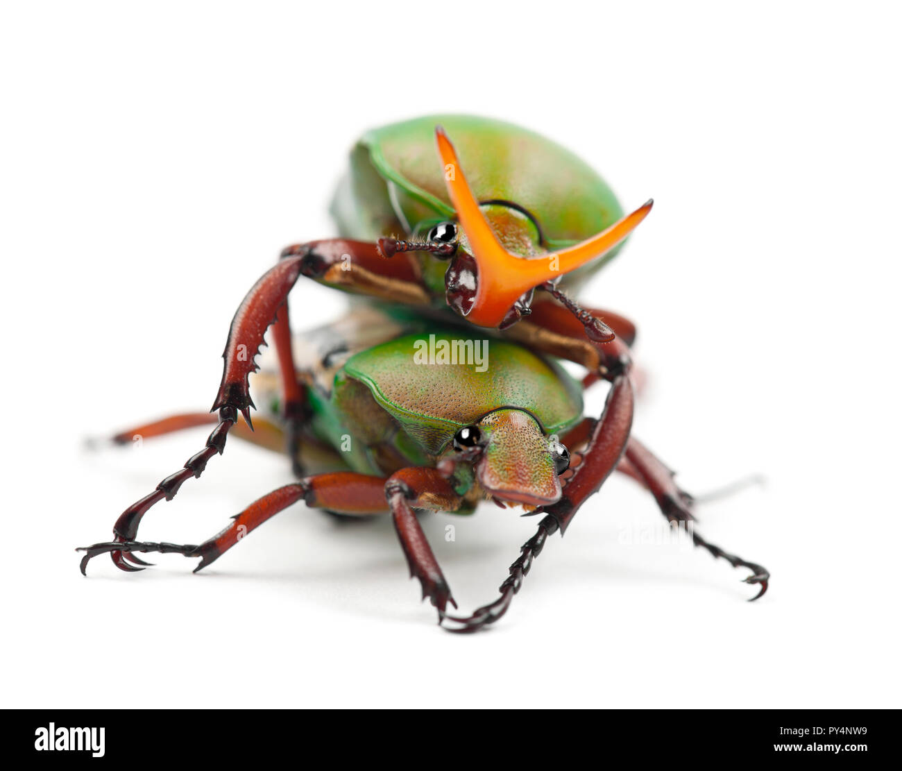 Les Coléoptères Fleurs Flamboyant ou à rayures, Eudicella gralli scarabée amour hubini, against white background Banque D'Images