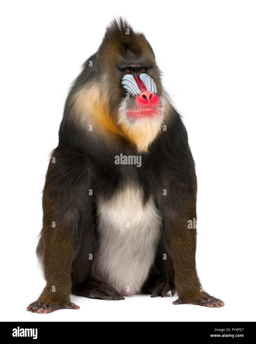 , Mandrill Mandrillus sphinx, 22 ans, primat de l'Ancien Monde monkey family against white background Banque D'Images