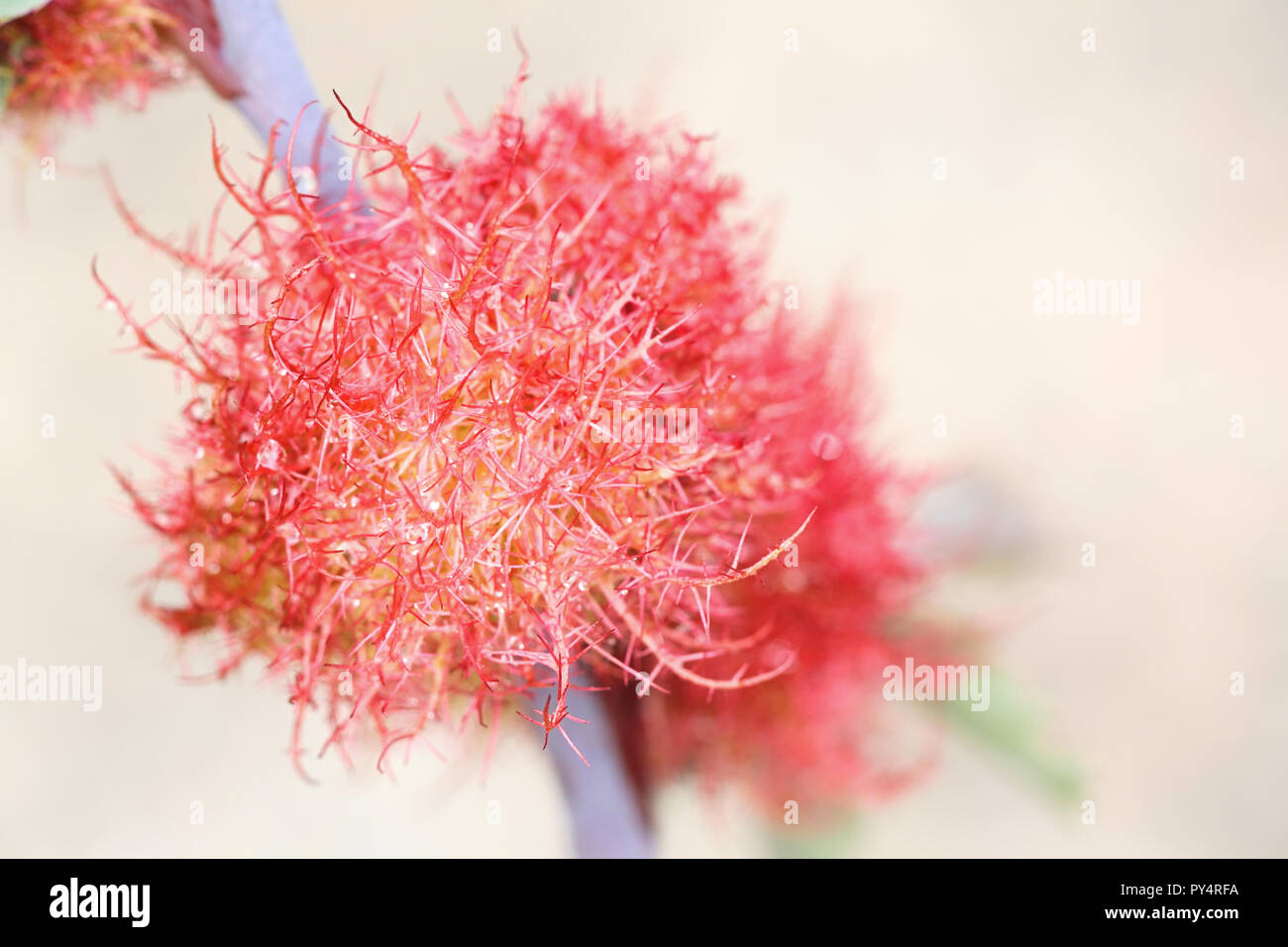 Gall, connue pour être la rose bedeguar galle, Robin's pincushion, ou moss gall est causée par une vésicule hyménoptère Diplolepis rosae, wasp Banque D'Images