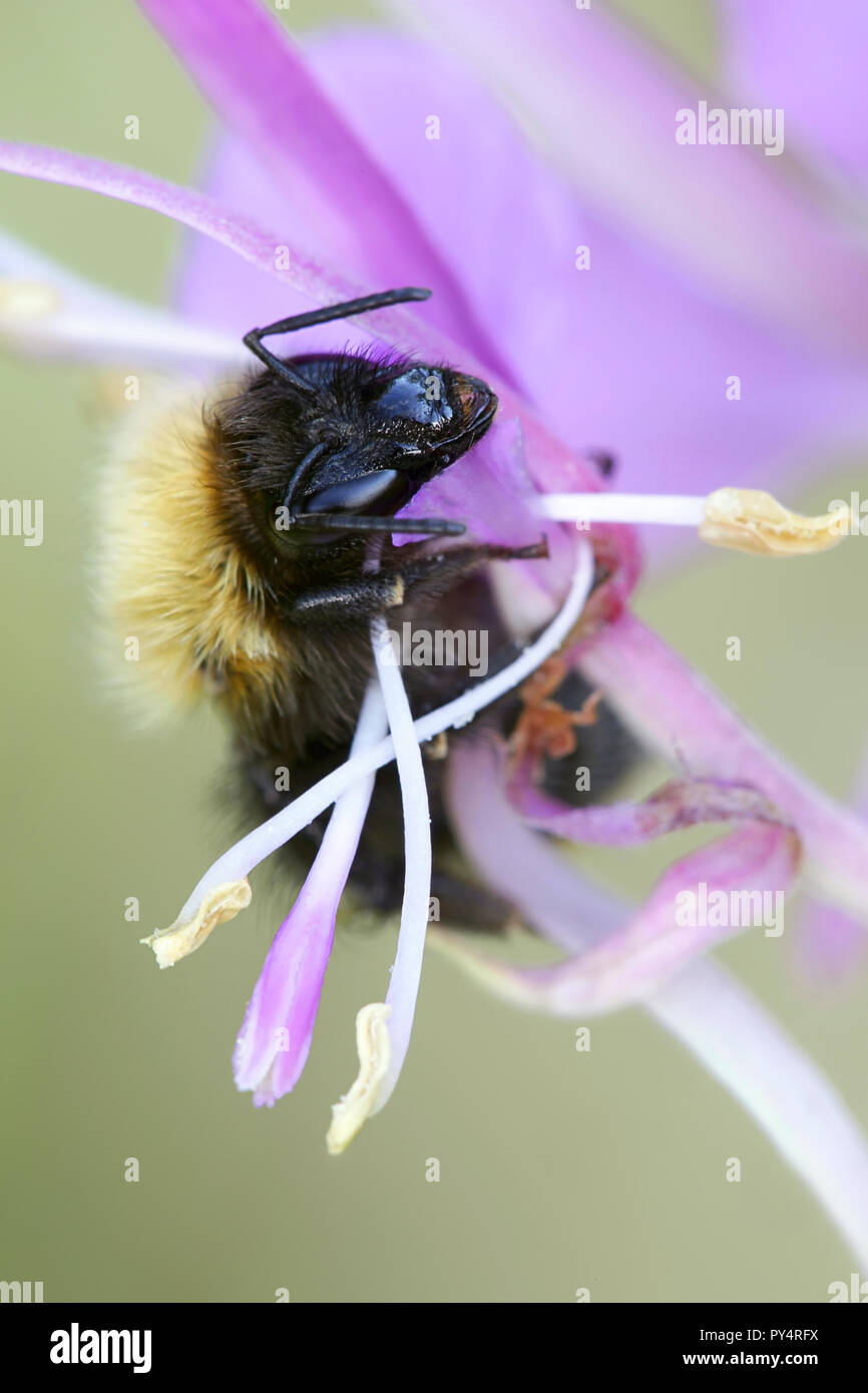 White-tailed bumblebee Banque D'Images