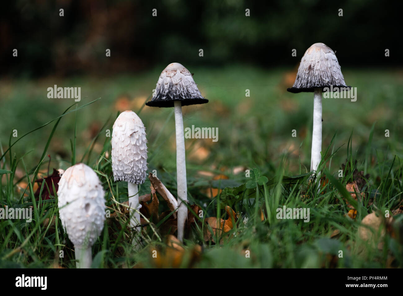 Les champignons sauvages à Westonbirt Banque D'Images