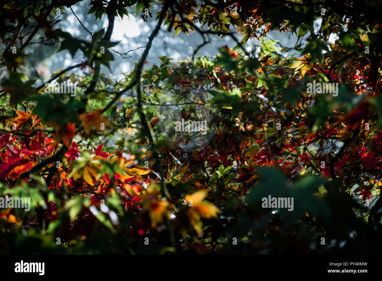 Spider's Web parmi les arbres d'automne à Westonbirt Banque D'Images