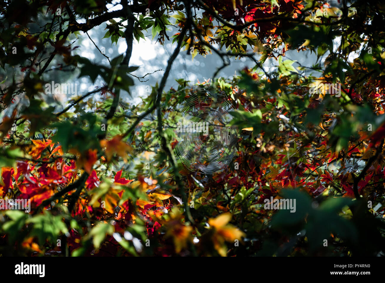 Spider's Web parmi les arbres d'automne à Westonbirt Banque D'Images