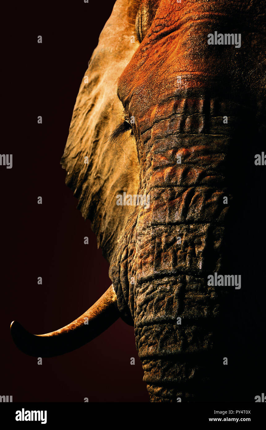 Red elephant artistique portrait close-up. Fine art Banque D'Images