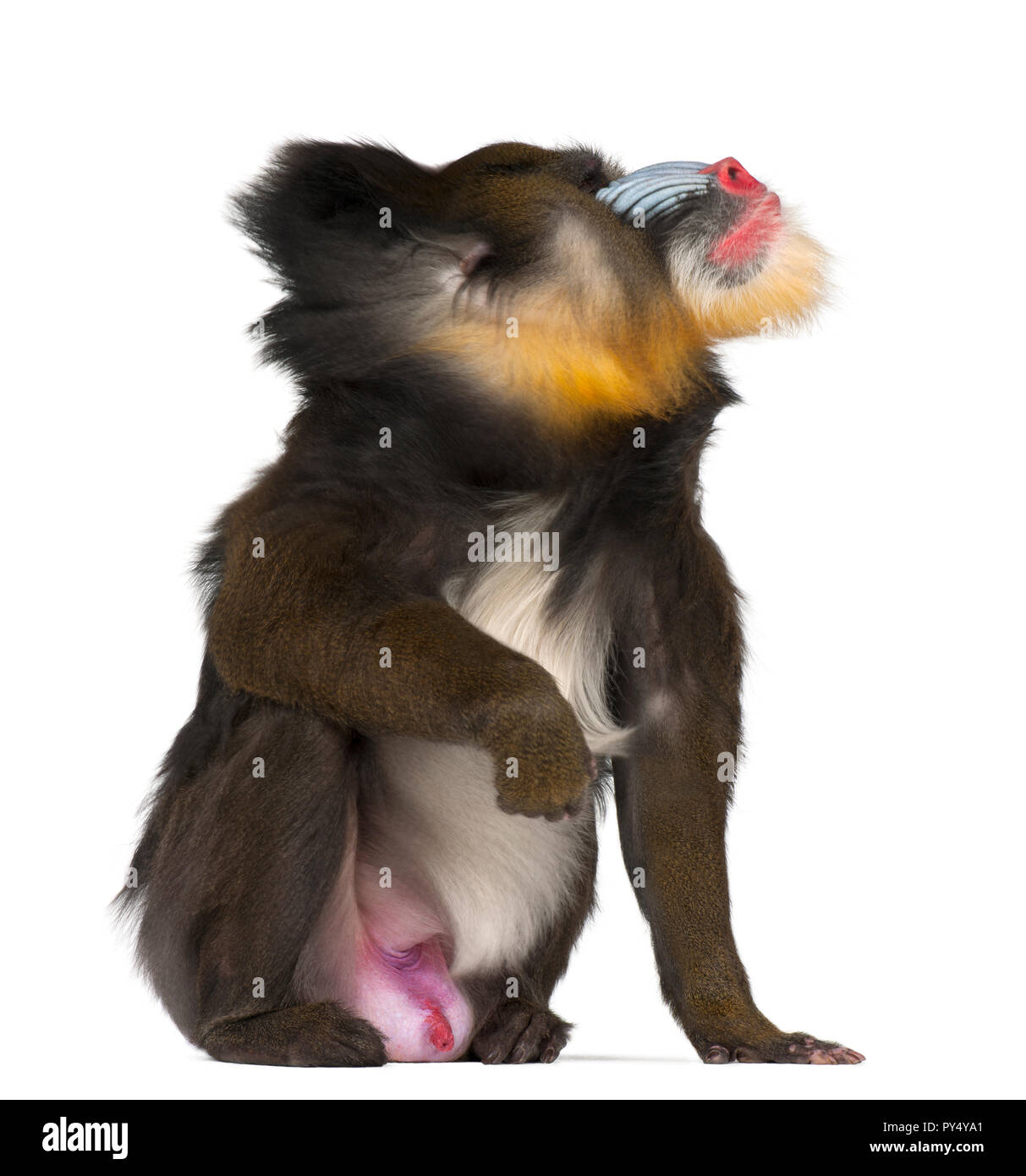 L'agitant, Mandrill Mandrillus sphinx, 22 ans, primat de l'Ancien Monde monkey family against white background Banque D'Images