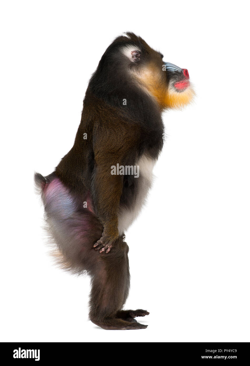 Debout, Mandrill Mandrillus sphinx, 22 ans, primat de l'Ancien Monde monkey family against white background Banque D'Images
