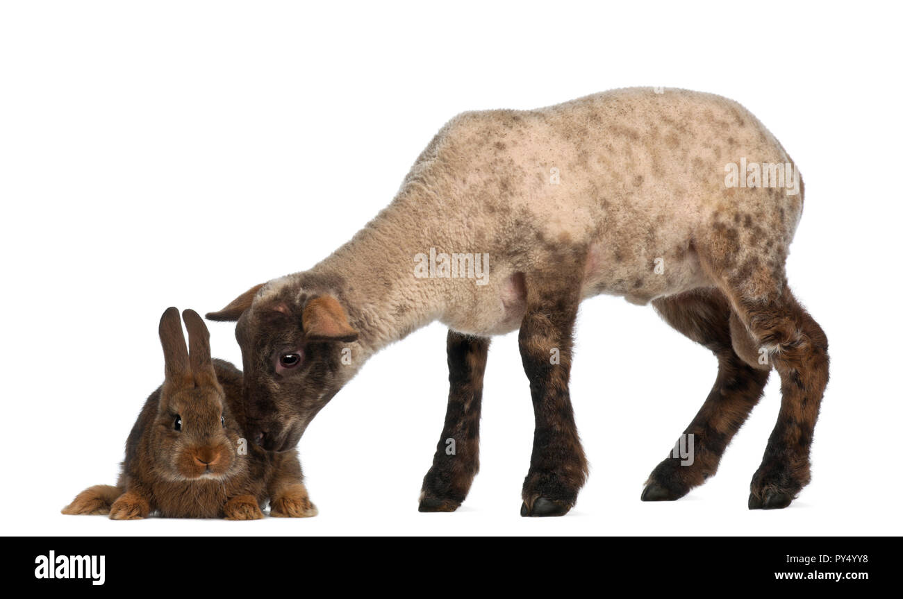 L'inhalation d'agneau lapin contre fond blanc Banque D'Images