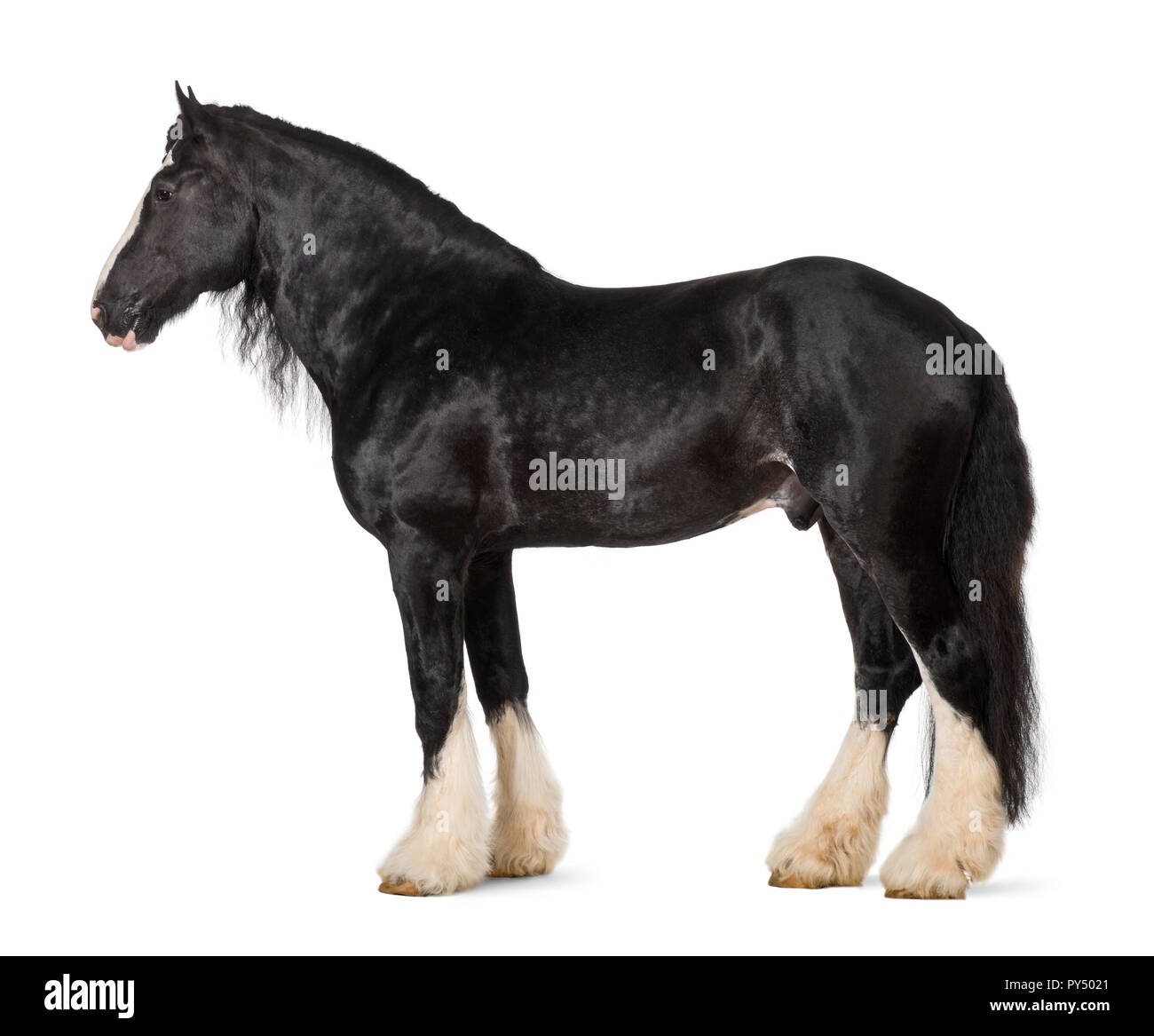 Shire Horse standing against white background Banque D'Images