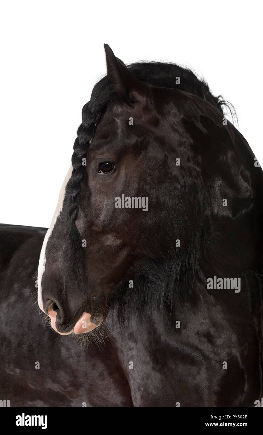 Shire Horse à l'extérieur contre fond blanc Banque D'Images