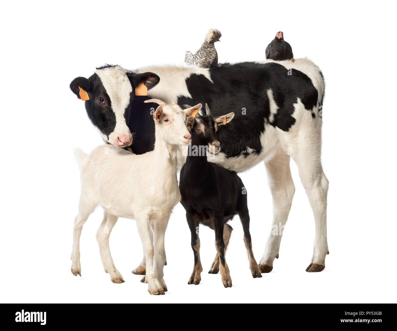 Veau, 8 mois, debout avec un poulet et une poule couchée sur le dos et deux chèvres debout devant lui, in front of white background Banque D'Images