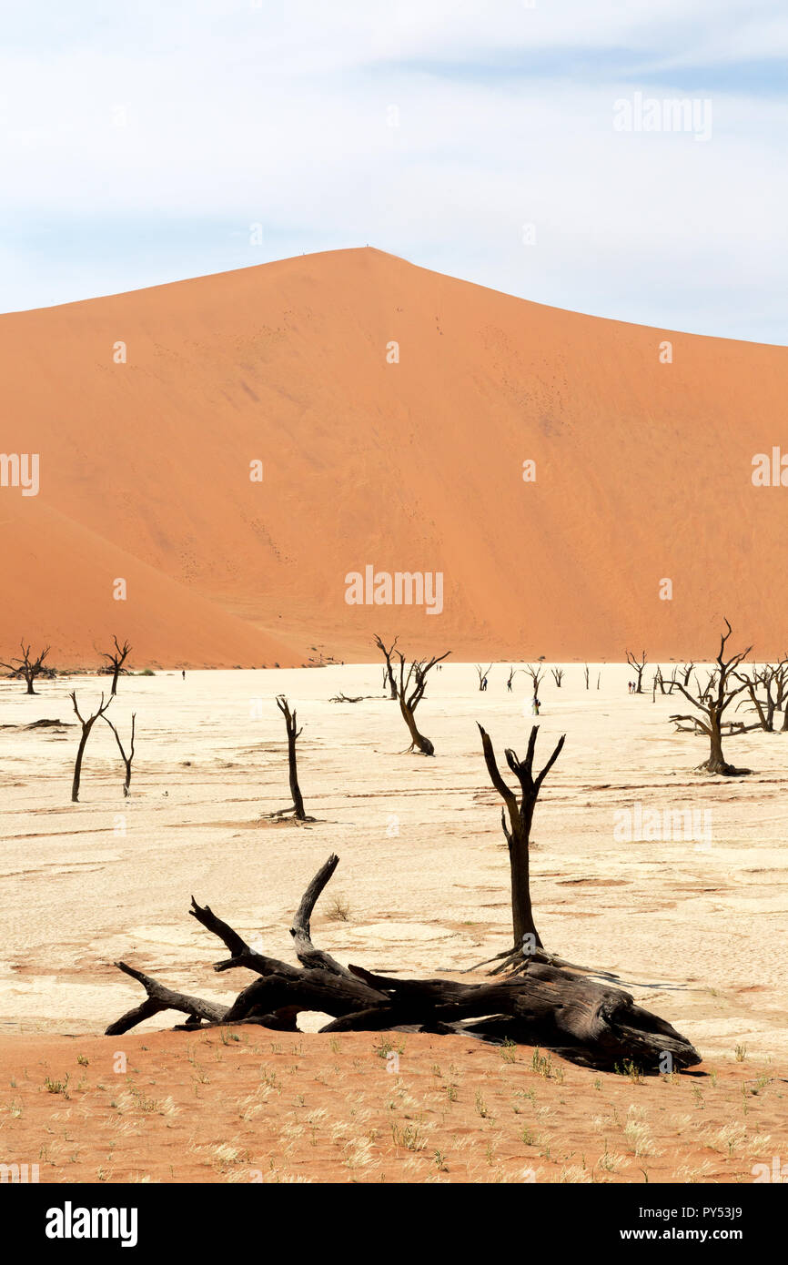 Deadvlei Namibie - arbres morts pour 8000 ans dans les dunes du désert du Namib, le Namib Naukluft National Park, Namibie Banque D'Images