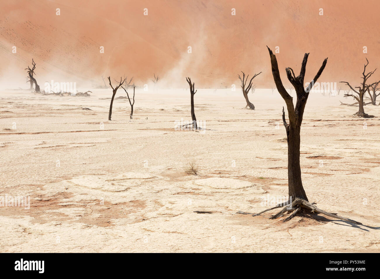 Deadvlei Namibie Afrique du Sud - le vent remue le sable et le sel parmi les arbres morts, Deadvlei, Sossusvlei, Désert du Namib, le Namib Naukluft National Park, Namibie Banque D'Images