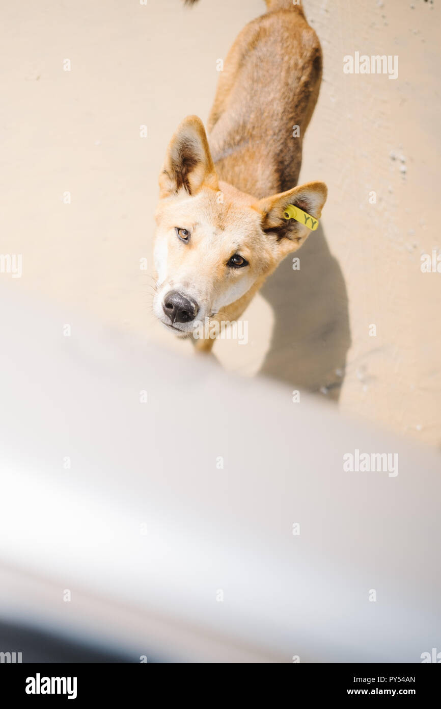 La plus pure race de Dingo sur Fraser Island en Australie Banque D'Images