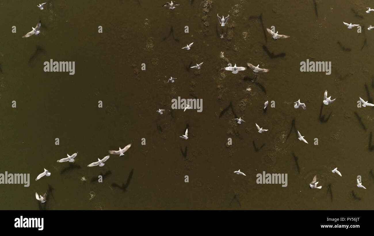 Drone abattu au-dessus du groupe d'oiseaux (mouettes) blanc volant  au-dessus du lac sombre lors d'une journée ensoleillée en Europe  (Lituanie). Arrière-plan de texte Photo Stock - Alamy