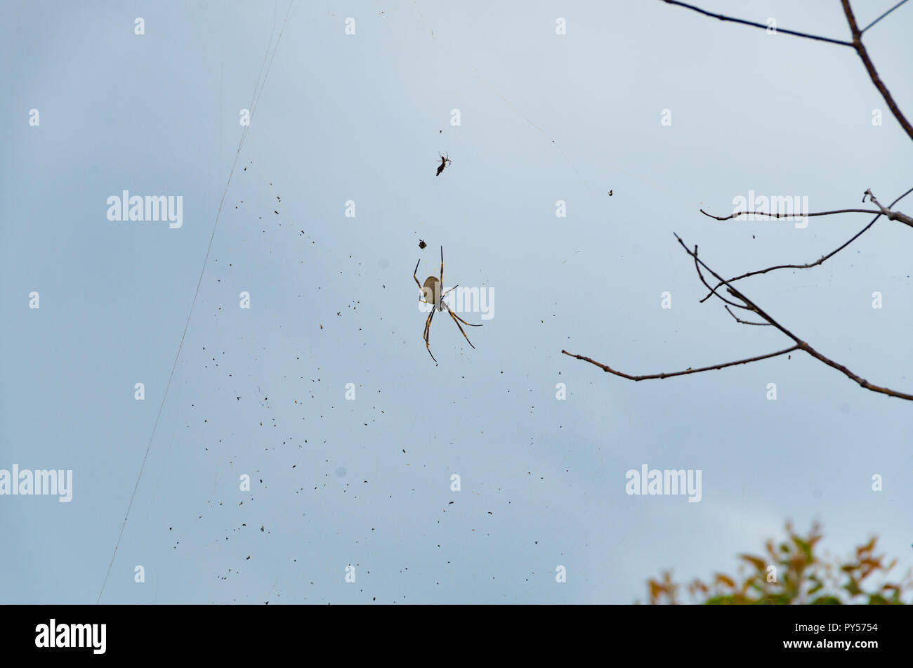 Dans l'araignée sur le web avec la montagne en arrière-plan un ciel orageux. Cliché pris sur le mont tibrogargan sur la sunshine coast. Banque D'Images