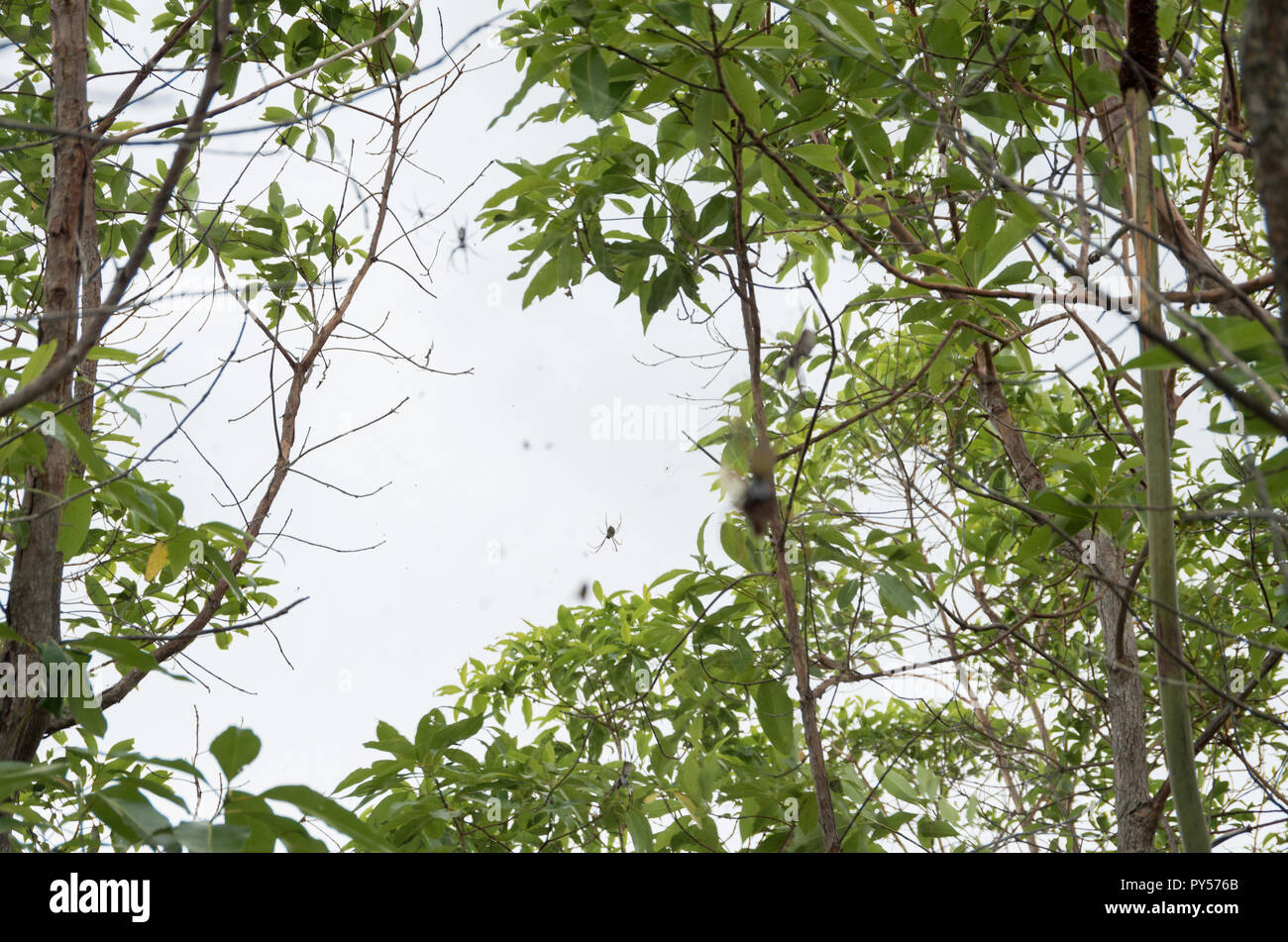 Golden Orb weaver dévorant une cigale pris dans son site web sur l'image. Cliché pris sur le mont Tibrogargan dans le sud-est du Queensland. Banque D'Images