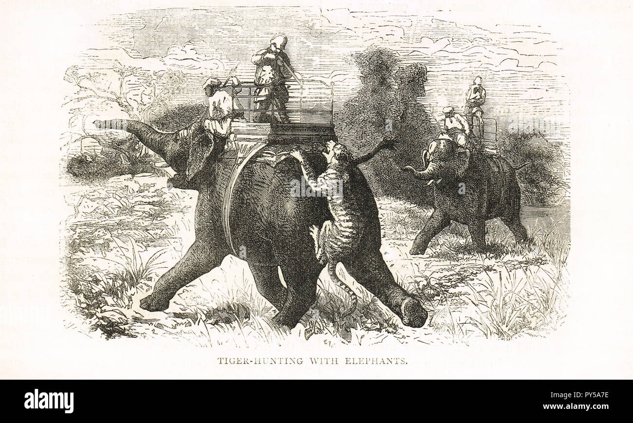 La chasse au tigre avec des éléphants, l'Inde, 19e siècle Banque D'Images