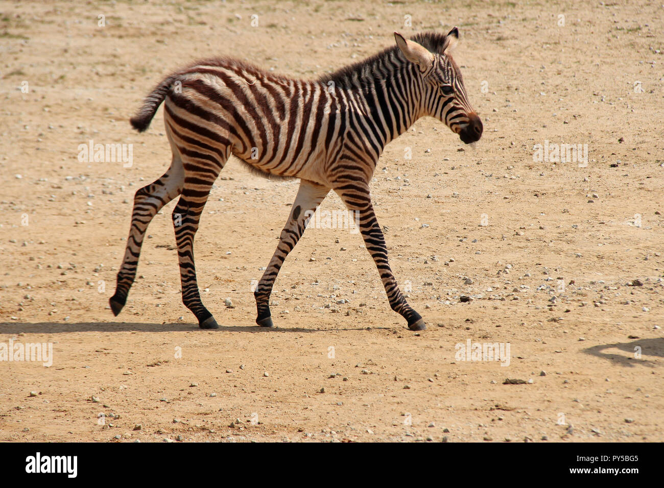 Un zèbre dans un zoo en France. Banque D'Images