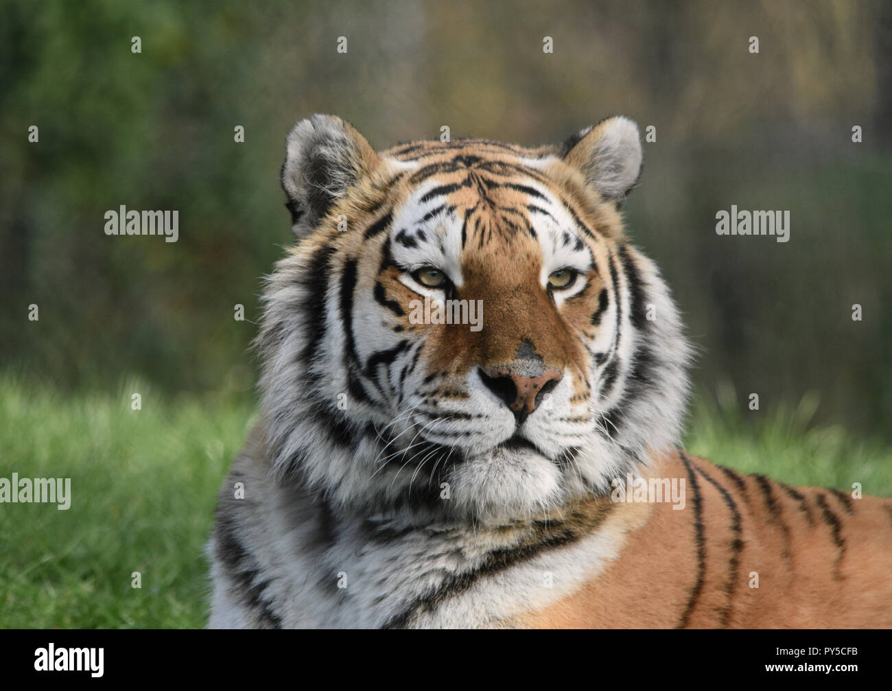 Tigre de Sibérie / Tiger Banque D'Images