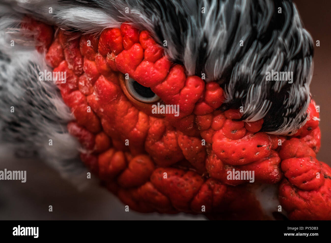 Belle tête rouge canard de Barbarie (Cairina moschata), angry bird grand originaire du Mexique, Amérique Centrale et Amérique du Sud. Fermer les yeux, de couleurs vibrantes. Banque D'Images