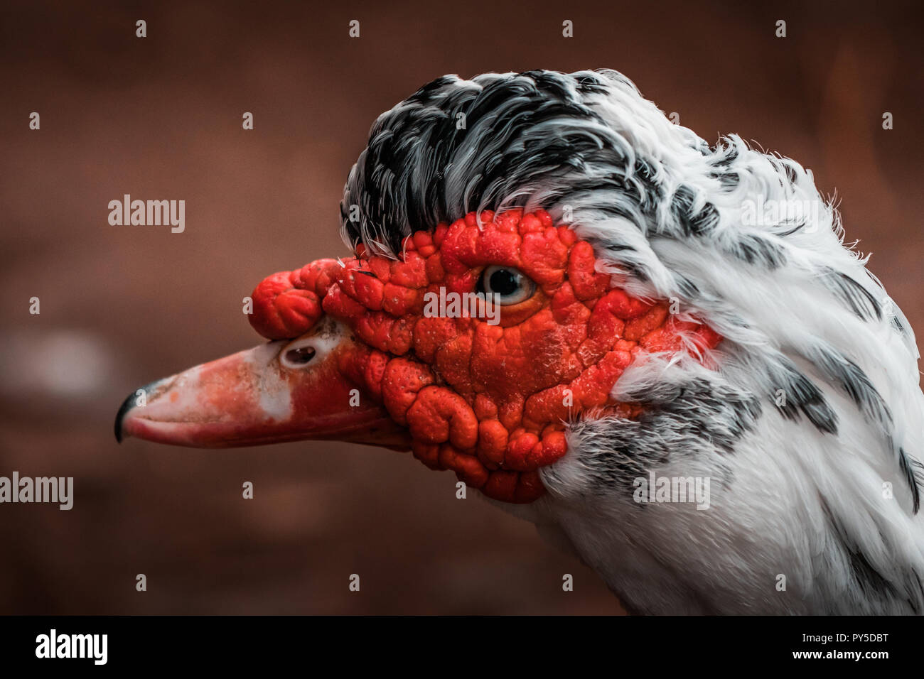 Belle tête rouge canard de Barbarie (Cairina moschata), angry bird grand originaire du Mexique, Amérique Centrale et Amérique du Sud. Fermer les yeux, de couleurs vibrantes. Banque D'Images