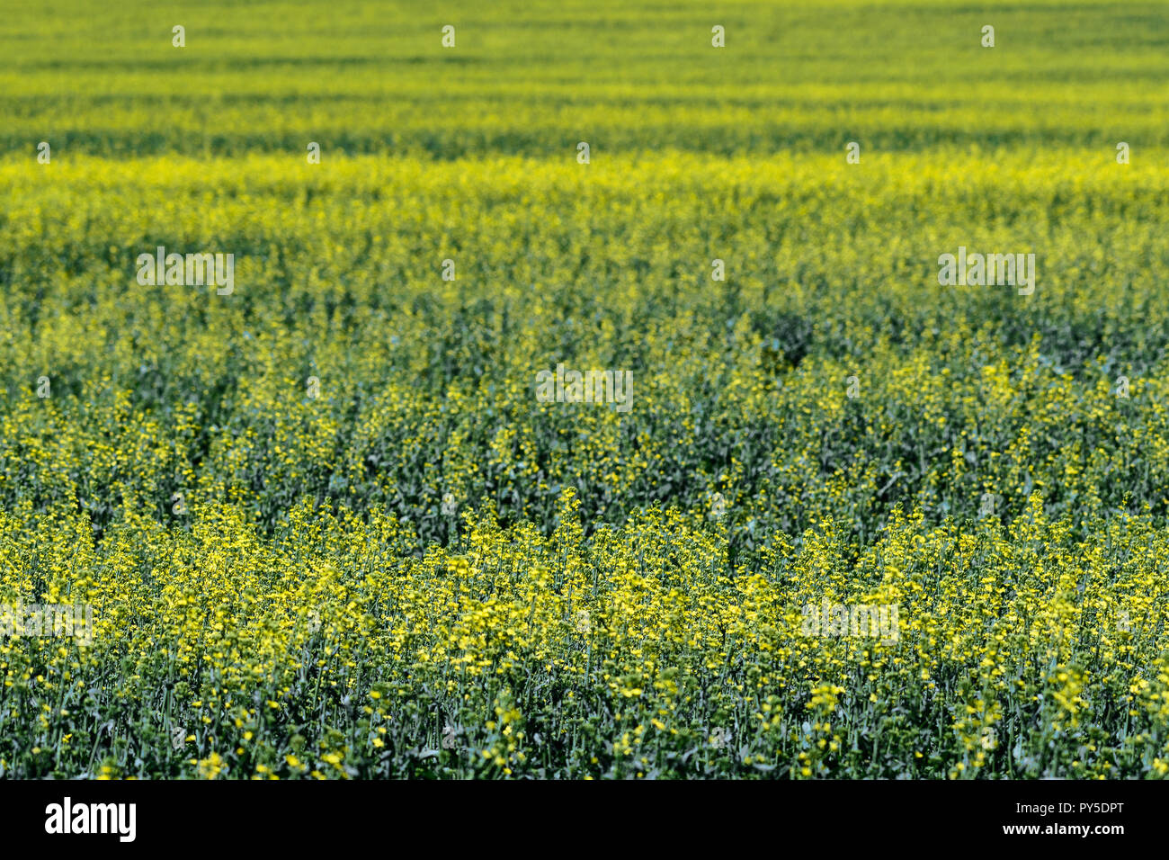 Les cultures de canola en Alberta, Canada Banque D'Images