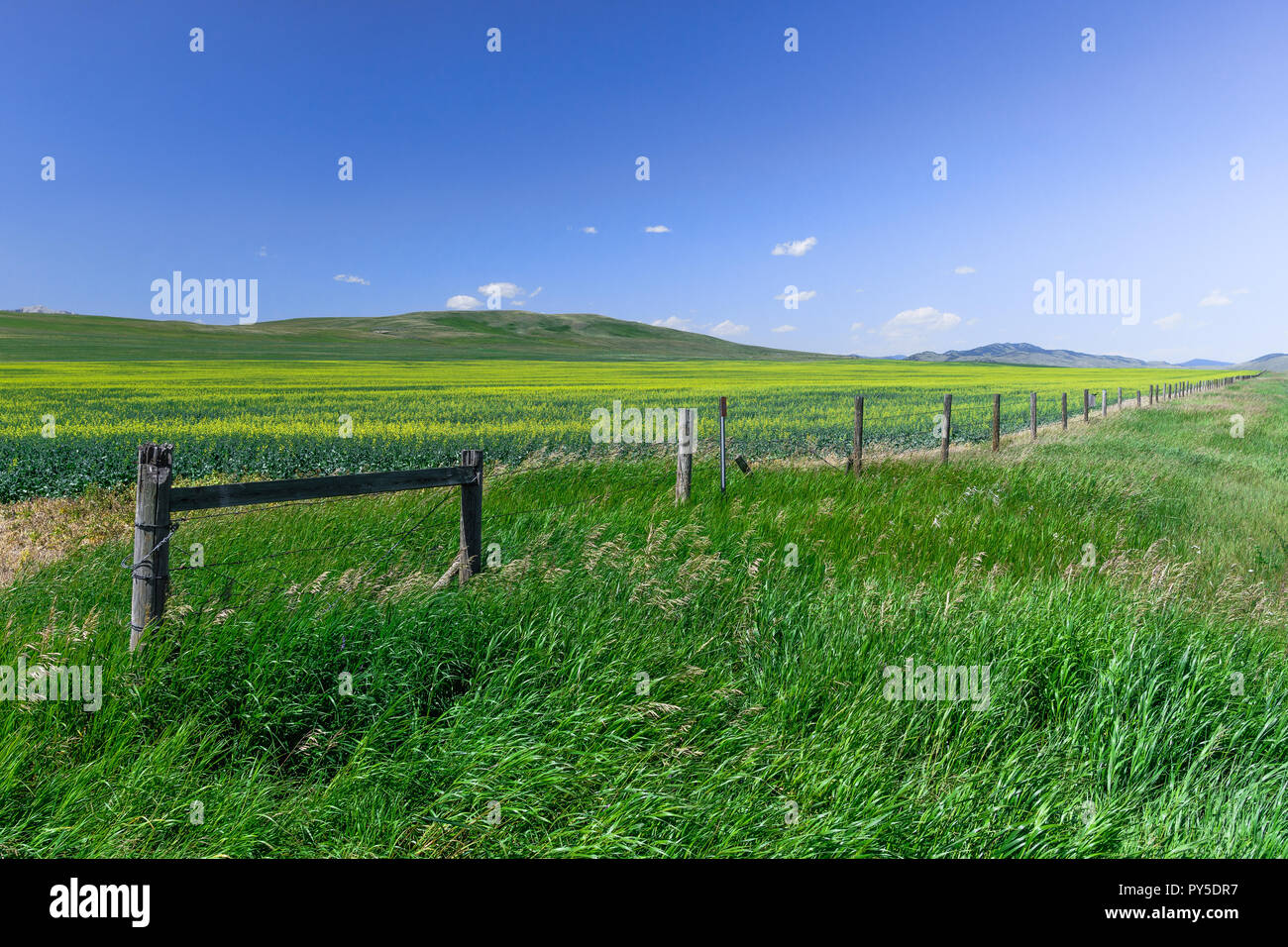 Les cultures de canola en Alberta, Canada Banque D'Images